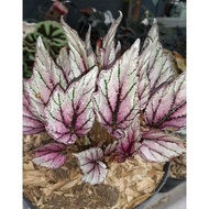 Tanaman hias begonia rex hugh mclaughlin / pink silver