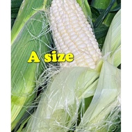5tongkol /set【 A grade】, 💯 🌽Cameron sweet milk corn ( jagung susu manis)