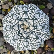 進口實生極品仙人球V兜琉璃高絨V稀有品種防輻射除甲醛一物一拍 Astrophytum asterias