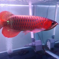 iIKAN ARWANA SUPER RED 40 CM