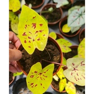 Caladium Neon Leopard