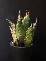 Agave oteroi (FO-076)