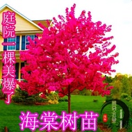 Begonia Saplings Begonia Flower Begonia Trees Big Trees Western House Begonia Begonia Fruit Saplings