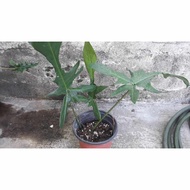 philodendron florida green live aroid plant mature form large leaves