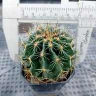 🌵💥ฮามาโตะ💥🌵 Hamato cactus  ขนาด 4-5 ซม. ไม้เมล็ด ต้นกระบองเพชร ต้นแคคตัส