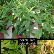 pokok belalai gajah herba/ulam merawat kanser