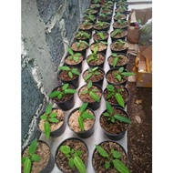 READY Anthurium warocqueanum / Anturium warok waroc / Anturium lidah
