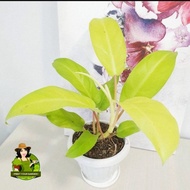 Philodendron Golden Orlando with FREE plastic pot and garden soil (plant for indoor and limited stoc