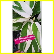 ♟ ✸ ✅ Calathea White Fusion