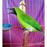 new cucak ijo kalimantan bondol/ekor tumbuh