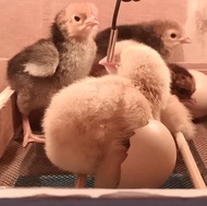 XY Mesin Tetas Full Otomatis Rak Roller Kap. 100 Telur Ayam Bebek