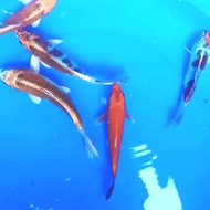 ikan koi size 15-20 kujaku anakan import