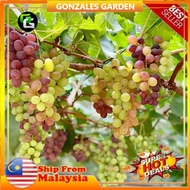 Anak Pokok Anggur Glasha Seedless Grape Pokok Premium