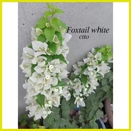 ♆ ◎ ❈ SALE!!! ROOTED RARE BOUGAINVILLEA
