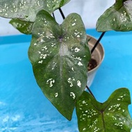 彩葉芋