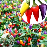 High Quality Seeding Pepper Seeds for Planting (200 seeds per pack) Organic Vegetable Seeds Fresh Ch