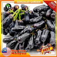 Anak Pokok Anggur Akademik Avidzba Academic Grape Pokok Premium Import Dari Thailand
