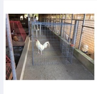 SQUARE PHENCES / SCRATCH PEN 17/14/10/8/16lines LIGHTDUTY/ Chicken Pen Cages/  Gamefowl