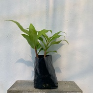 TA Pokok Kunyit Bonglai (S)