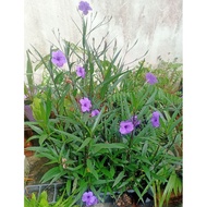 bunga ruellia 💜 purple