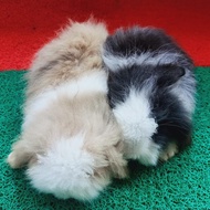 kelinci fuzzy lop anakan