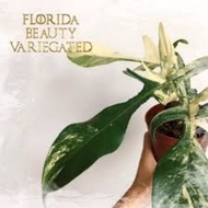 Philodendron Florida Beauty Varigeted