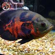 ikan oscar tiger batik grade A size 9cm - 20cm
