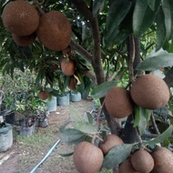 Bibit Sawo jumbo Amerika