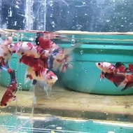 BAHANAN IKAN CUPANG PLAKAT KOI, NEMO, MULTI GALAXY JANTAN BETINA