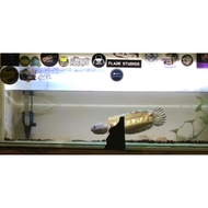 Terbaru AURANTI 30 CM ( hiasan aquarium )