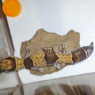 African Fat-Tailed Gecko Adult Female