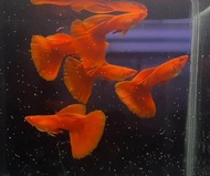 [1pair] Full Red Guppy live fish aquarium