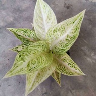 Tanaman Hias Aglonema white Legaci/ Aglonema Legaci Violet