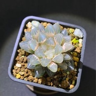 多肉植物 十二卷 糊斑霓虹燈