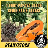 🔥𝑷𝒂𝒍𝒊𝒏𝒈 𝑴𝒖𝒓𝒂𝒉🔥Benih Betik Sekaki (30Biji) | 1Ft Papaya Seeds (30seeds)