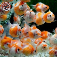 paket 10 ekor bibit ikan mas koki mutiara size M-L / bibit ikan hias mas koki mutiara paket 10 ekor