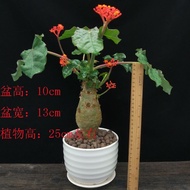 Buddha Belly Begonia Big Belly Begonia Buddha Belly Tree Belly Begonia Four Seasons Blossoming Plant