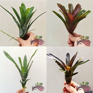 Bromeliad Bare Root by LS Group