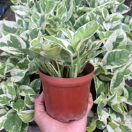 Epipremnum Njoy Pothos POT 105