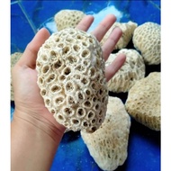 Anemone sea coral 1 kilogram