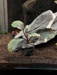 ADA山谷石X辣椒榕Bucephalandra sp. Dark Grey 水族 水草 節日禮物 魚缸 售後服務 #圖中實物#現貨即日交收