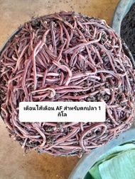 ไส้เดือน AF สำหรับตกปลา