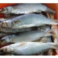 ikan belanak kering homemade