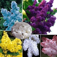 50 ชิ้น การผสมสี เมล็ดพันธุ์ดอกกานพลู (Multicolored lilac flower seeds outdoor plant) พันธุ์เบา พุ่ม