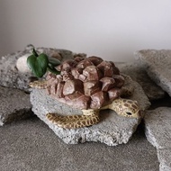 墨西哥龜甲龍海龜