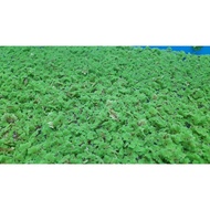 lumut azolla pinnata