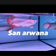 ikan arwana super red arwana super red