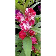BENIH BUNGA KEEMBONG 5 WARNA (MIX) /BALSAMINA/BUNGA LEGEND/WARNA WARNI /MUDAH HIDUP