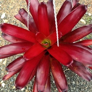 Bromeload Neo Summer Star - Tahan panas - Gha Garden House