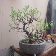 bonsai phusu batu